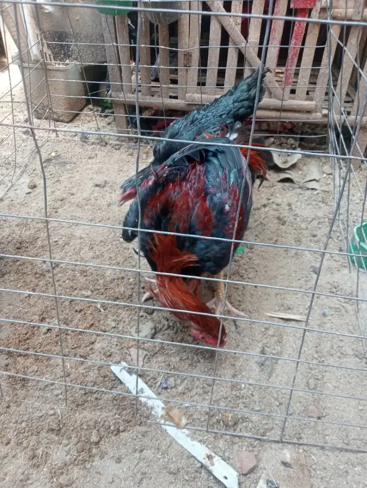 Ayam bangkok sepasang