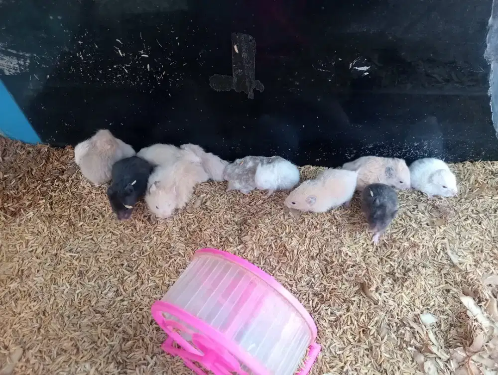 Hamster jenis syirian