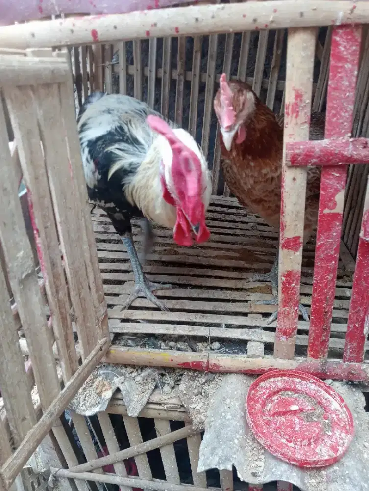 Ayam pelung cianjur