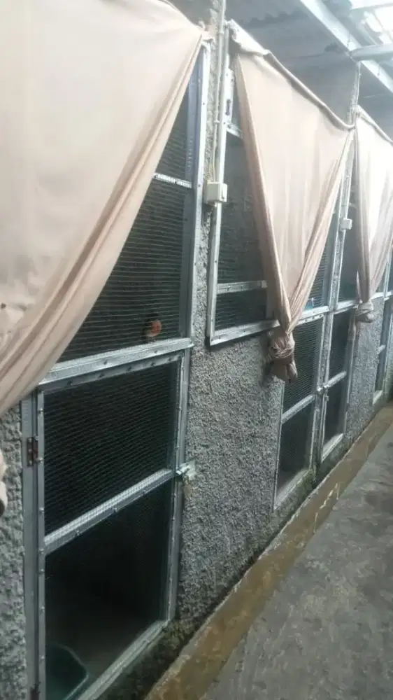 DICARI PEKERJA KANDANG TERNAK MURAI BATU KICAU MANIA