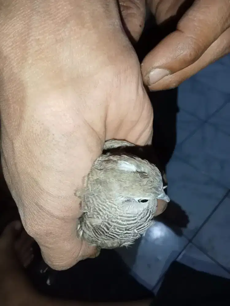 Perkutut katuranggan satria pinayungan