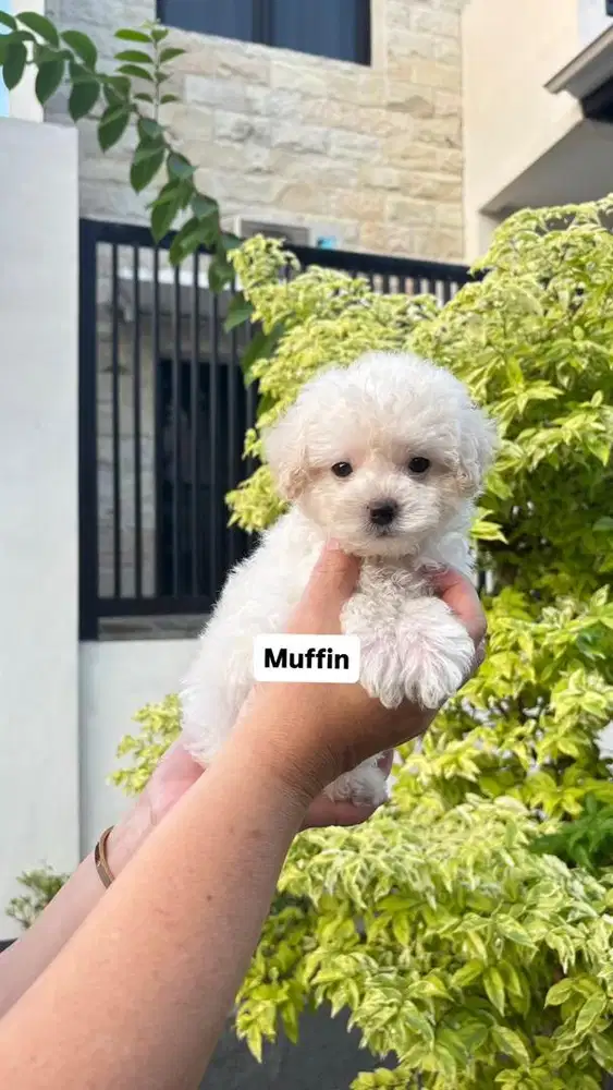 Muffin Male Poodle