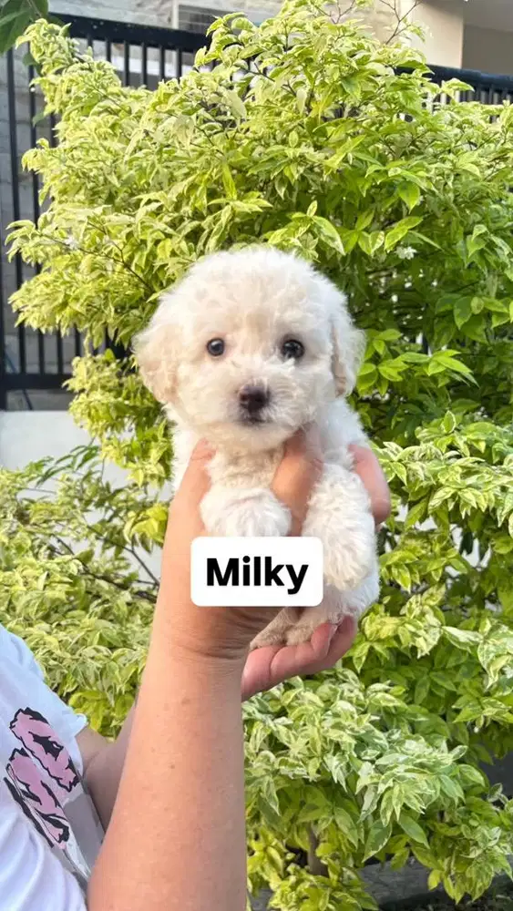 Milky Female Poodle