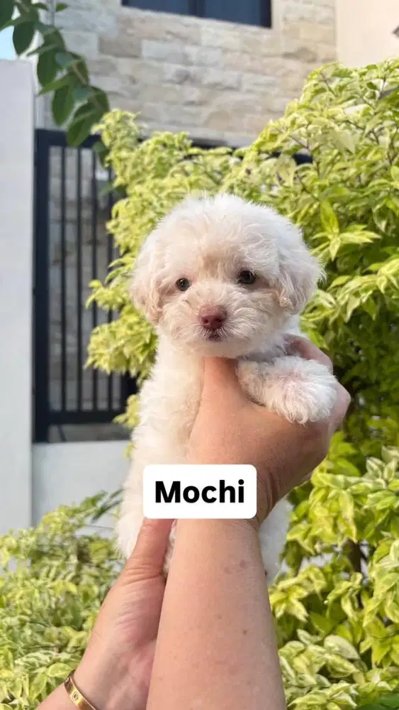 Mochi Female Poodle