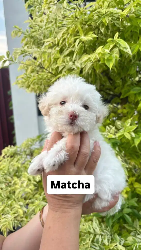 Matcha Female Poodle
