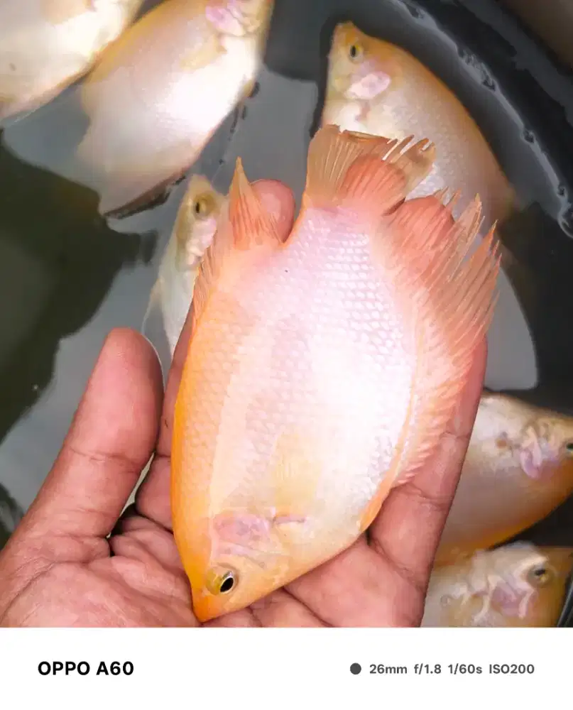Ikan gurame Padang ukuran roko mild