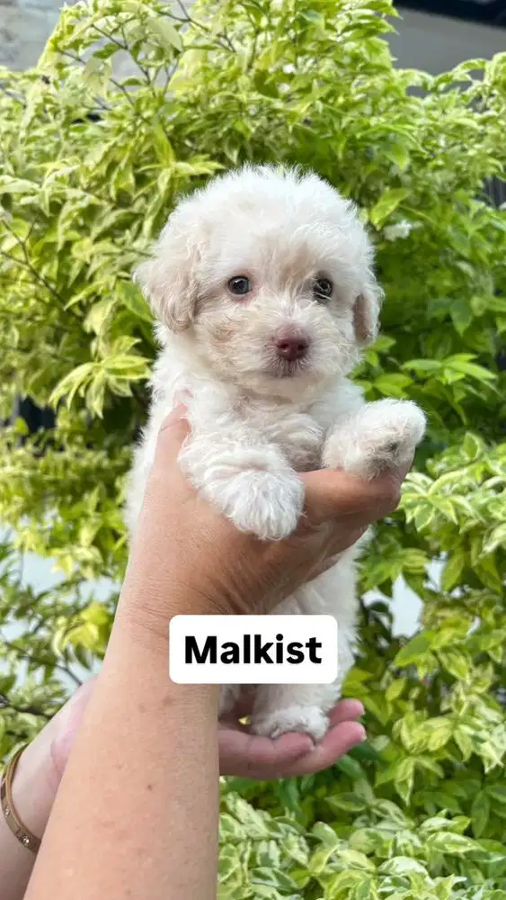 Malkist Female Poodle