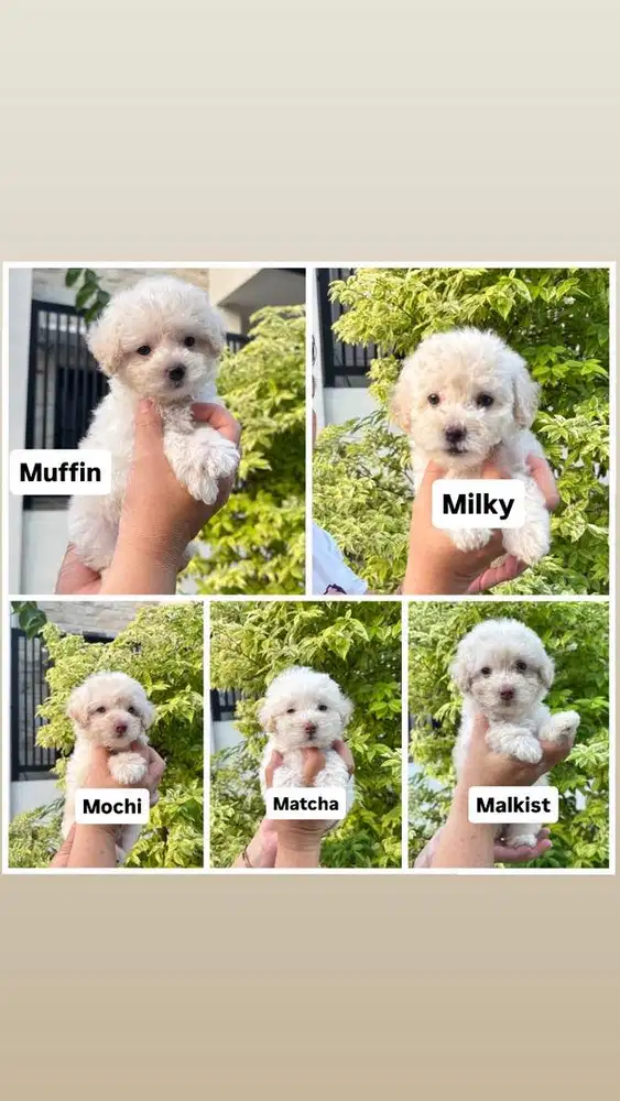 Poodle Tiny Broken White