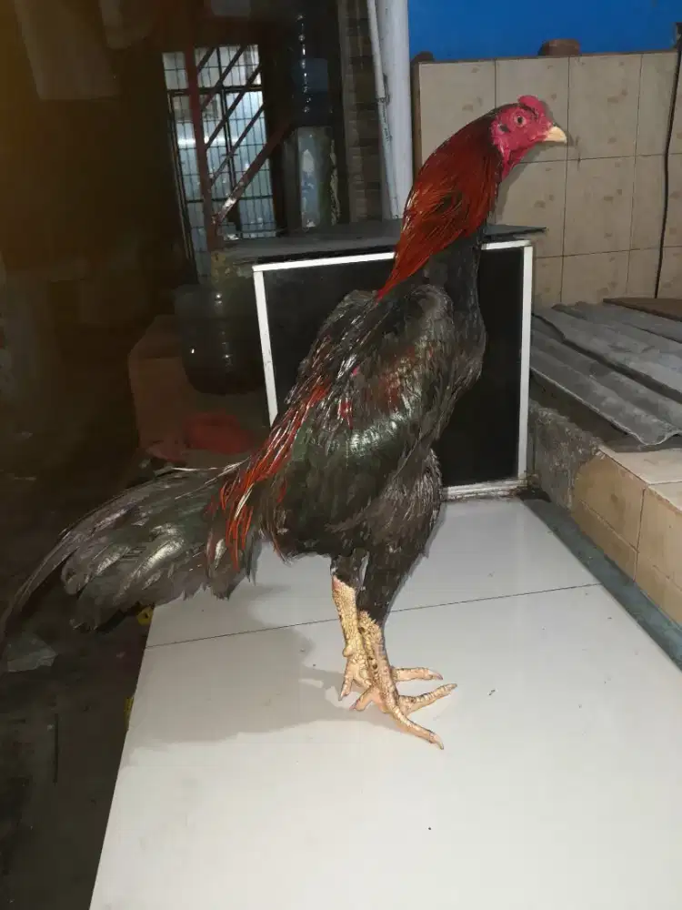 Ayam Bangkok klasik