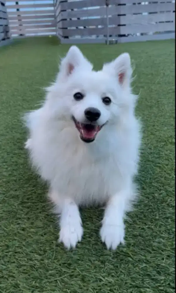 Anjing Pomeranian Jantan
