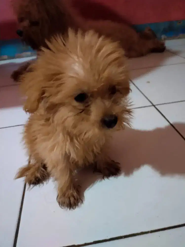 Anakan poodle mix terrier