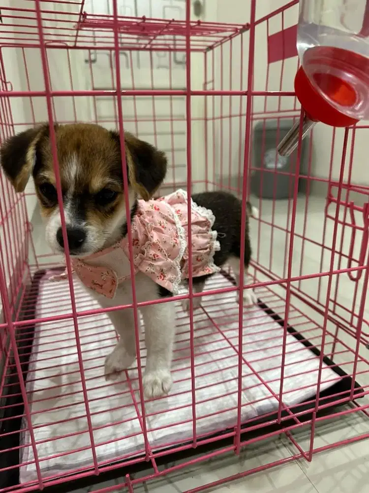 pengasuh anjing