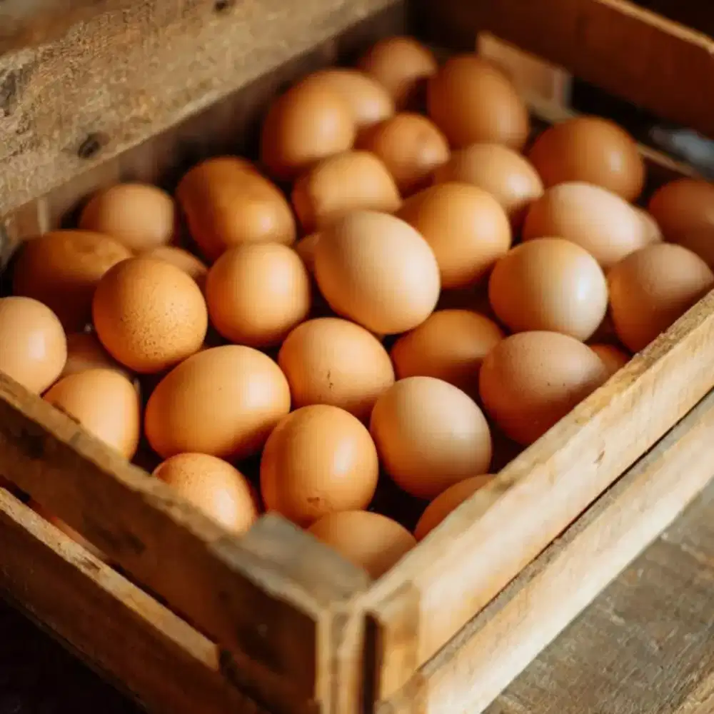 Telur ayam murah bisa ecer atau grosir