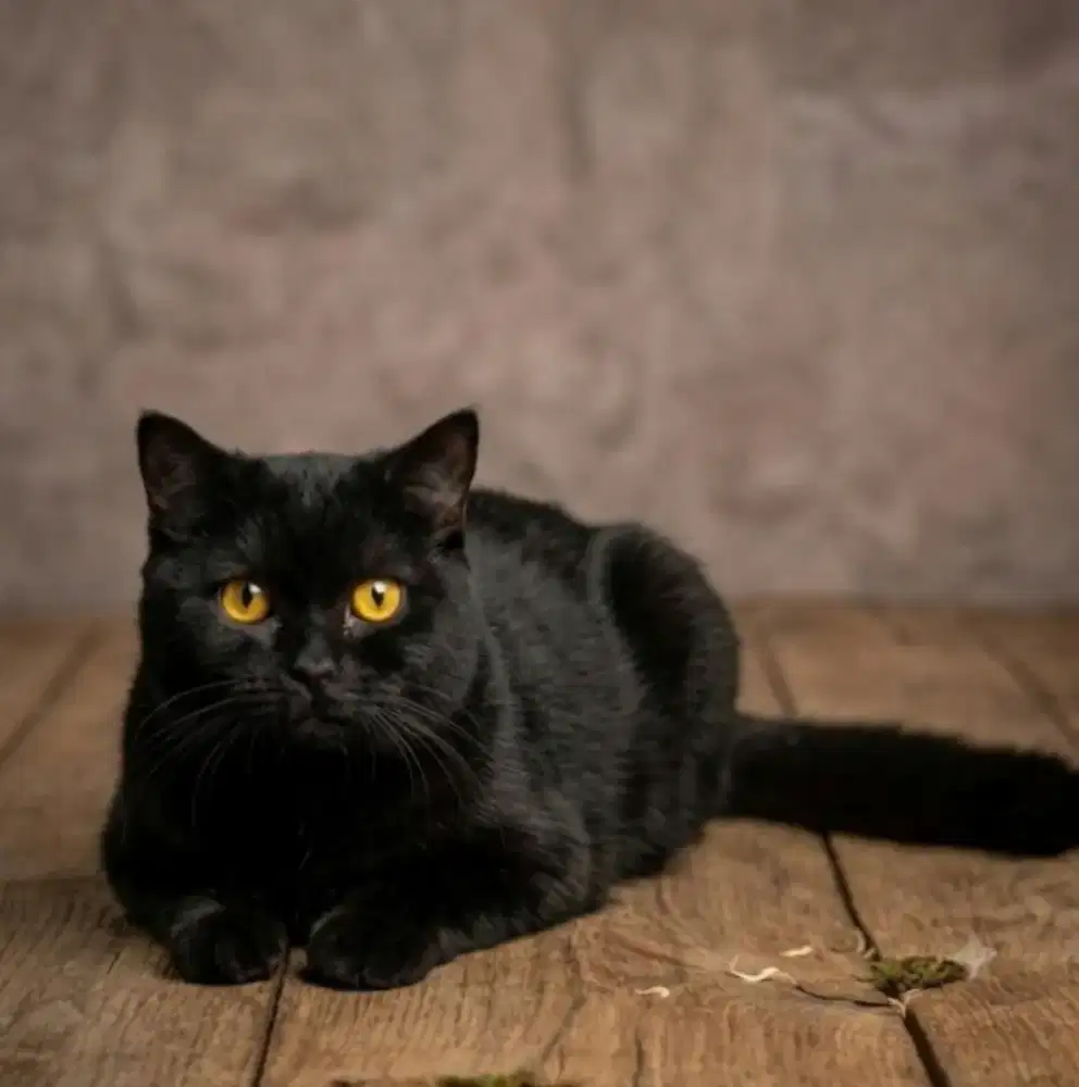 BSH Black Solid Female Line Ped Tica