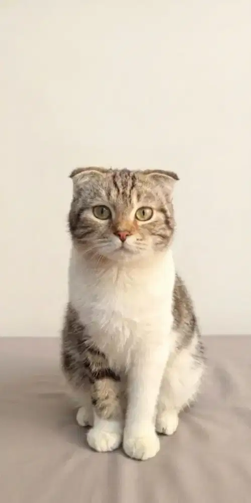 Scottish Fold Marble Jantan