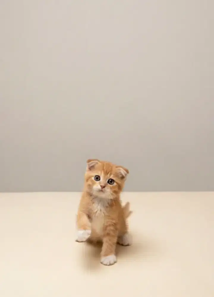 Scottish Fold Bico Red Female