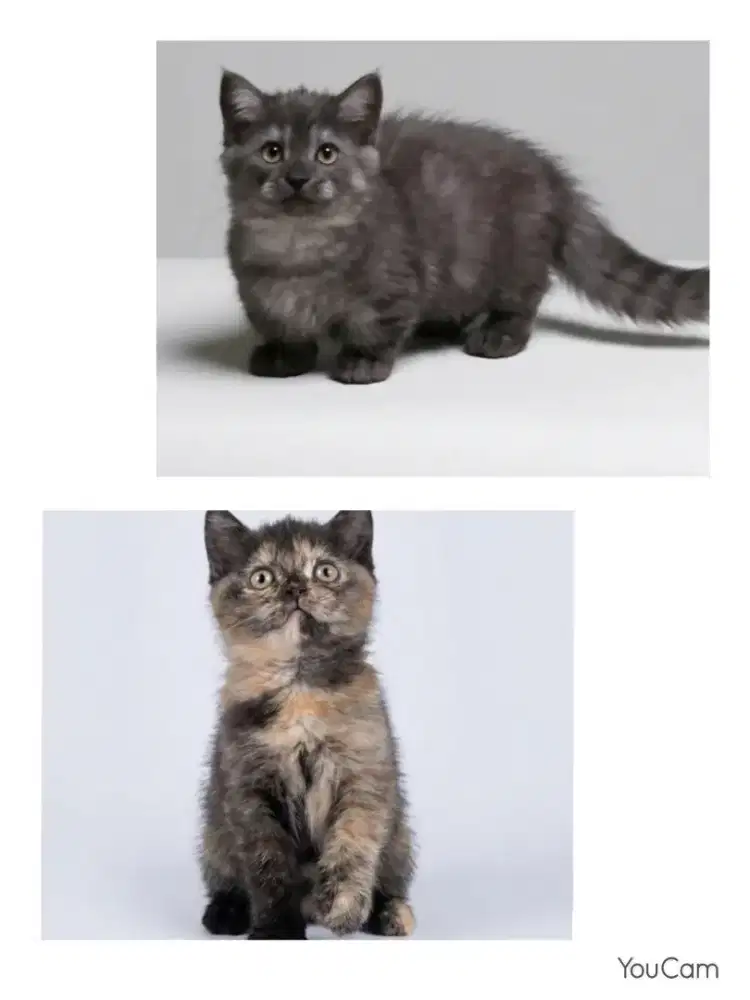 Sepasang Munchkin BSH dan BSH