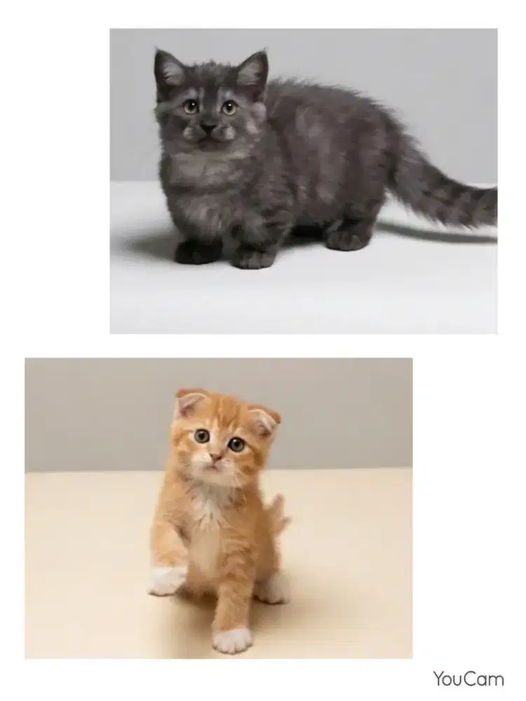 Sepasang Scottish Fold dan Munchkin BSH