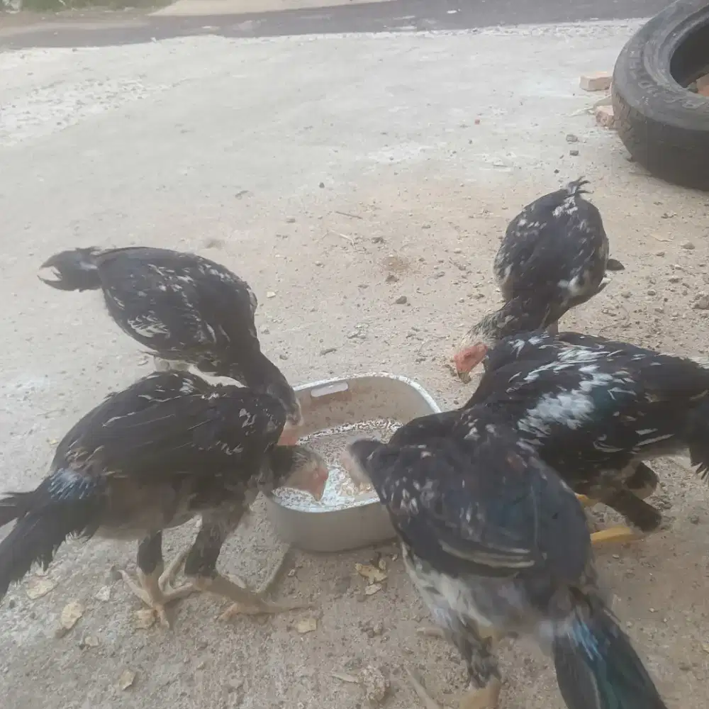 Ayam Bangkok Clasik
