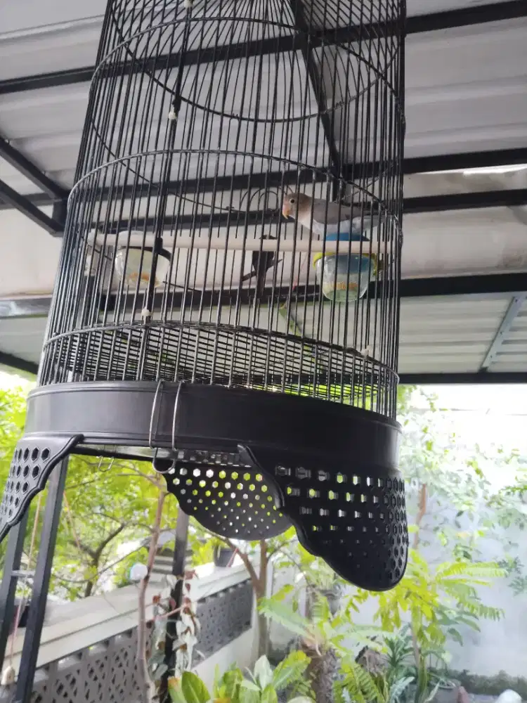 JUAL BURUNG LOVE BIRD PASTEL