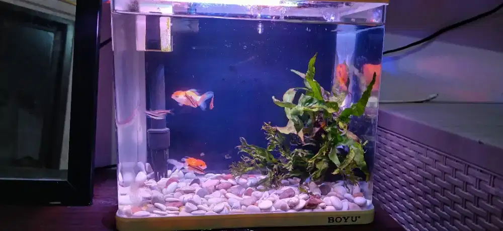 Aquarium boyu ukuran 25×15×25