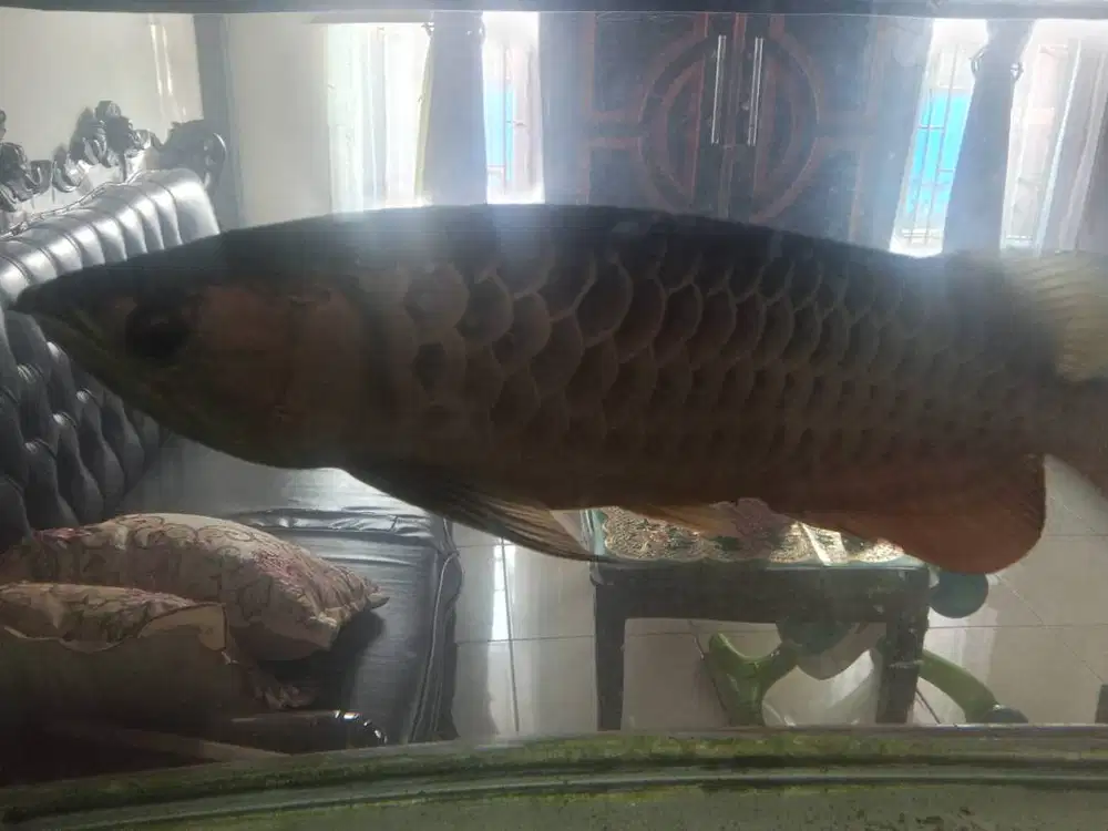 Aquarium Besar & Ikan Arwana Golden Red