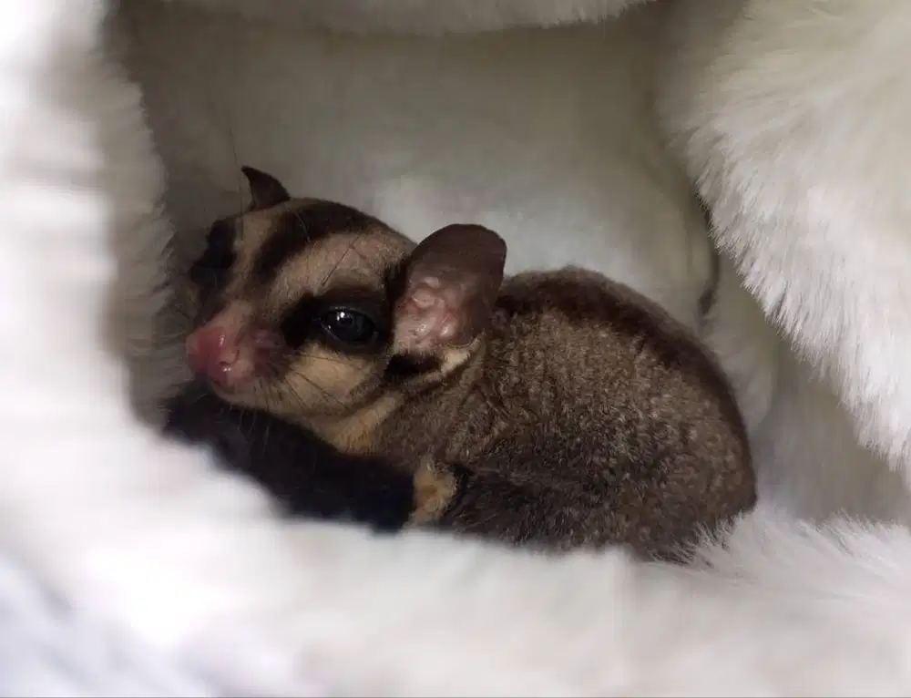 Sugar Glider jinak