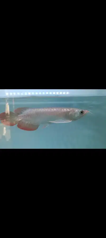 Arwana super red 20 cm