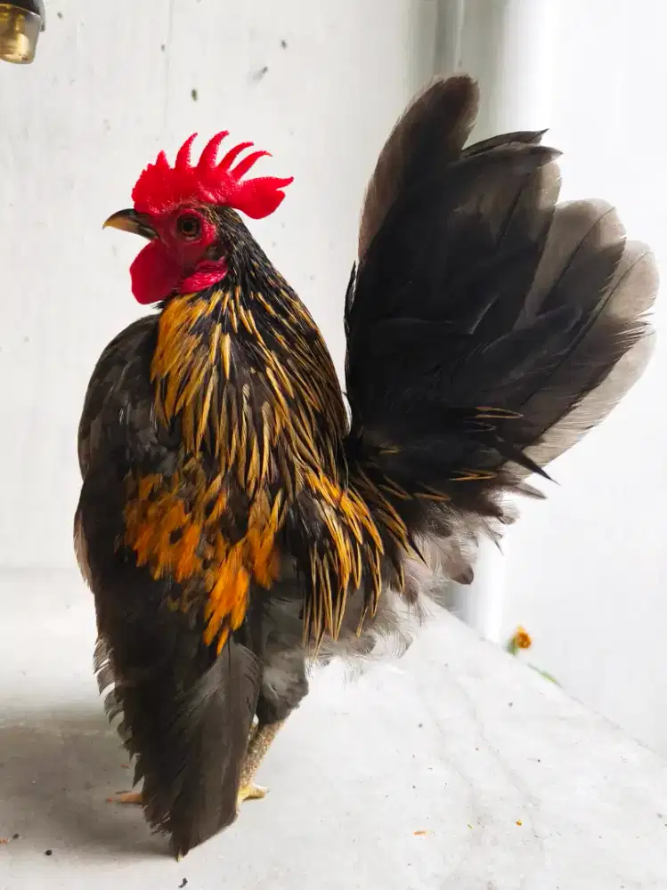 Ayam Hias Serama