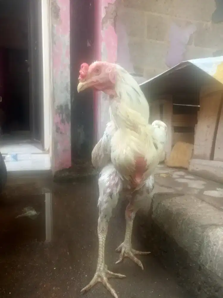 Ayam Bangkok birma