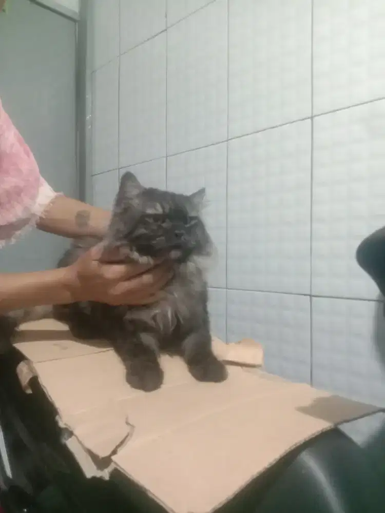Kucing Persia rass