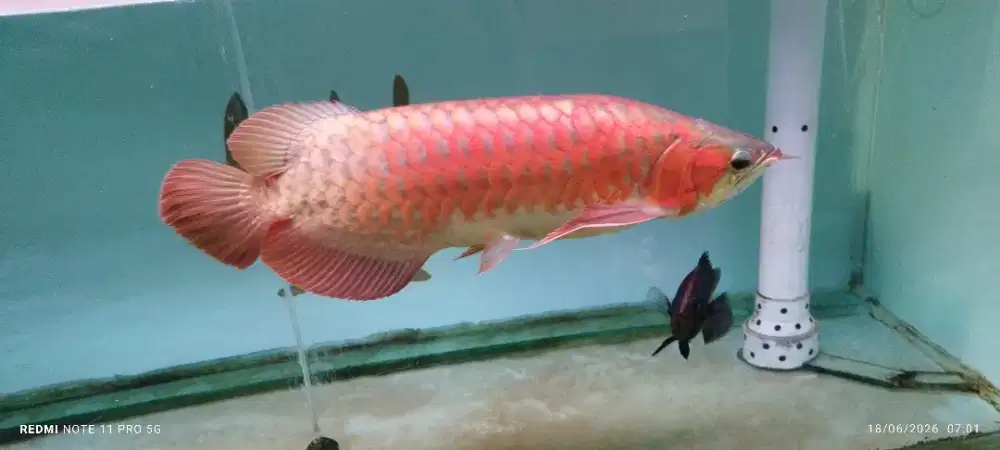 Super red 50cm lebih