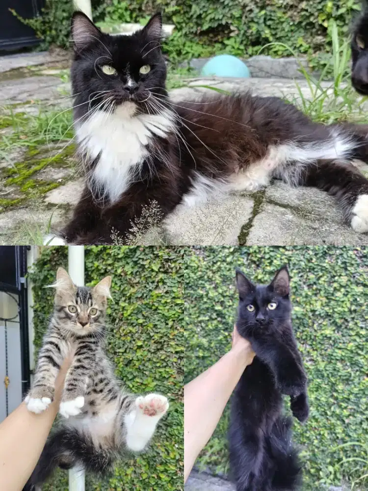 Kucing mainecoon
