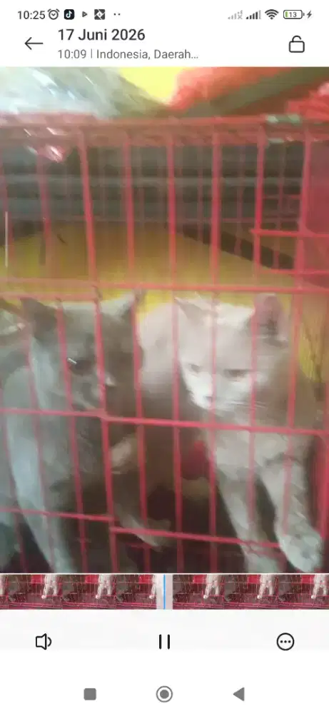 Indukan British shorthair