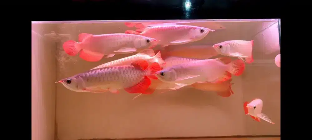 Promo Arwana 33-35cm