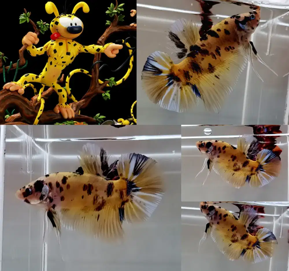 ikan cupang giant yellow marsupilami