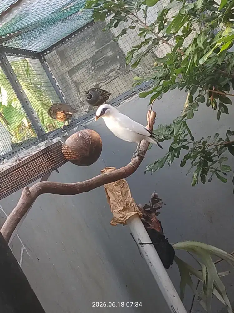 BURUNG JALAK B4LI SERTIFIKAT 1 PASANG