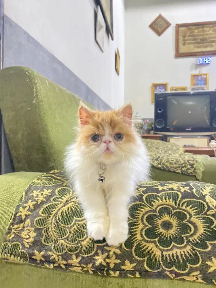 KITTEN PERSIAN PEAKNOSE LONGHAIR BULU KAPAS
