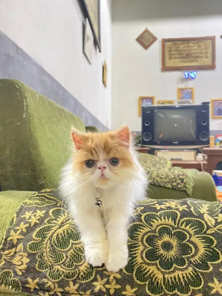 KITTEN PERSIAN PEAKNOSE LONGHAIR BULU KAPAS
