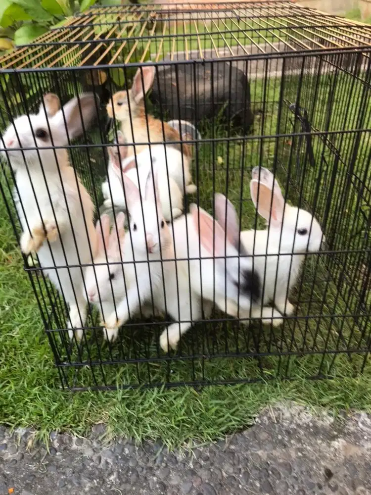 Anakan kelinci mix