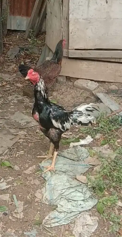 Dijual ayam Siam muda
