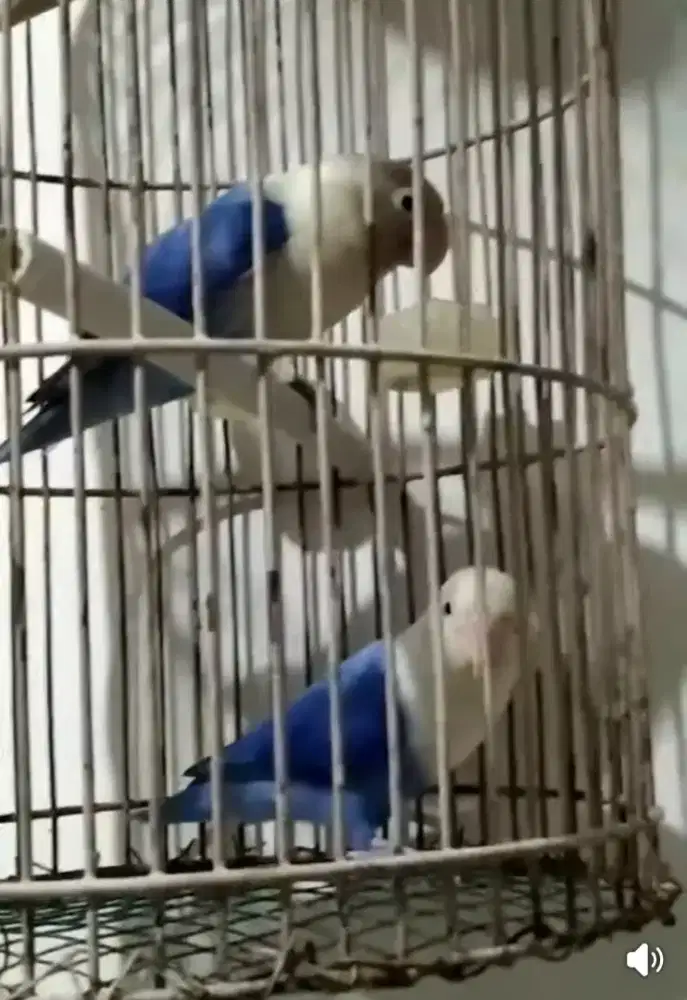 Burung Lovebird biola blue kepantai kawin siap masuk glodok