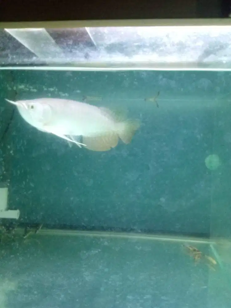 Ikan Arwana Golden Red Panjang Kurleb 20 cm