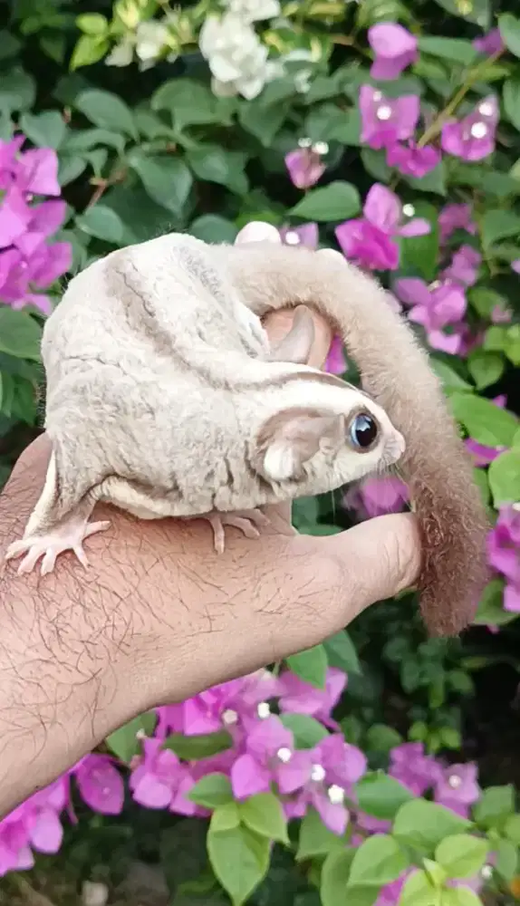Sugar glider caramel betina 6 bulan