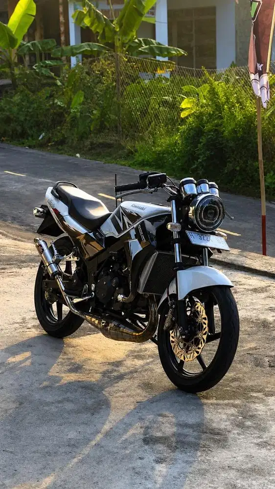 Ninja SS Putih Albino