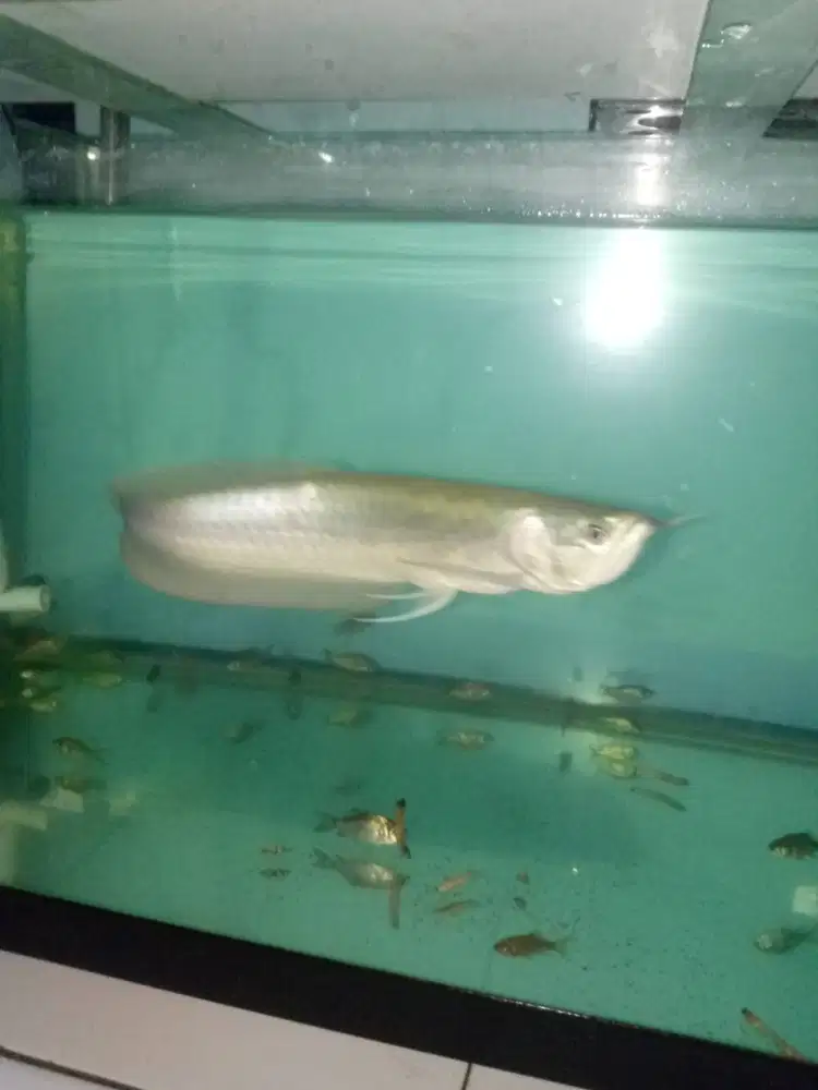 Ikan Arwana Silver Brazil Panjang Kurleb 40 cm