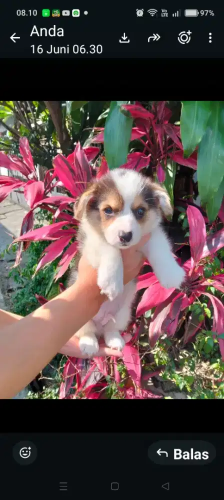 Puppy welsh corgy jantan