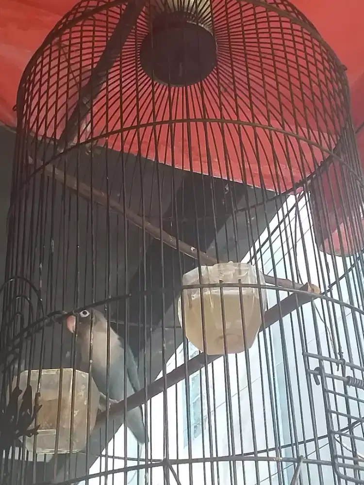 Lovebird aktipbunyi  ngekek