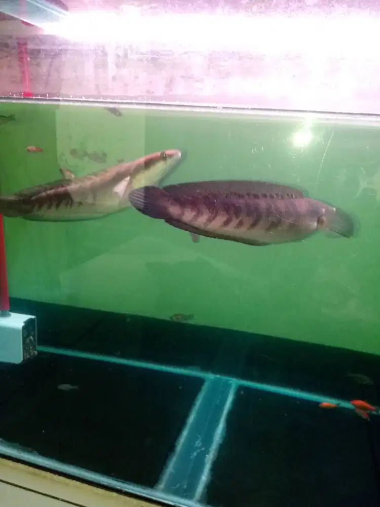 Ikan Channa Gabus Maru Sepasang Jantan dan Betina Panjang Kurleb 35cm