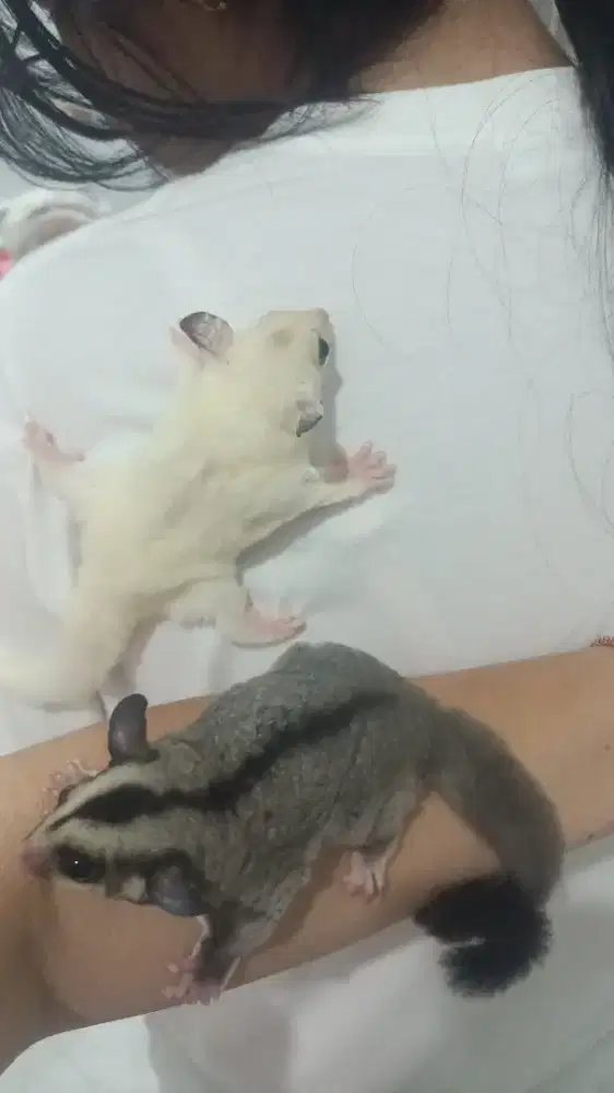 Joey sugar glider